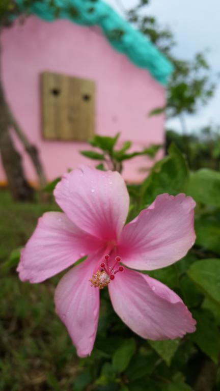 Whitiedoggie Villa Cape Eluanbi Dış mekan fotoğraf